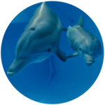 Dolphin Tale 2