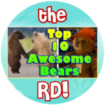 "Paddington" inspired Top 10 Awesome Bears!