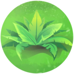 Photosynthesis Mystery