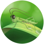Food Webs Mystery