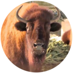 Bison!