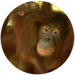 Endangered