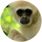 Primates