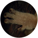 Hands, Toes, & Tails