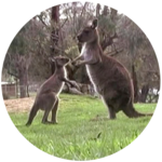 Grass Eaters (Herbivores)