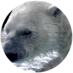 Mammals