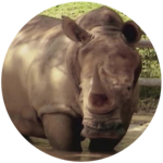 More Mammals
