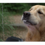 Dog Birthday Party