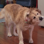 Wet Dog