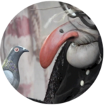Who Swallowed a Bird