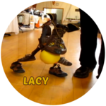 Lacy